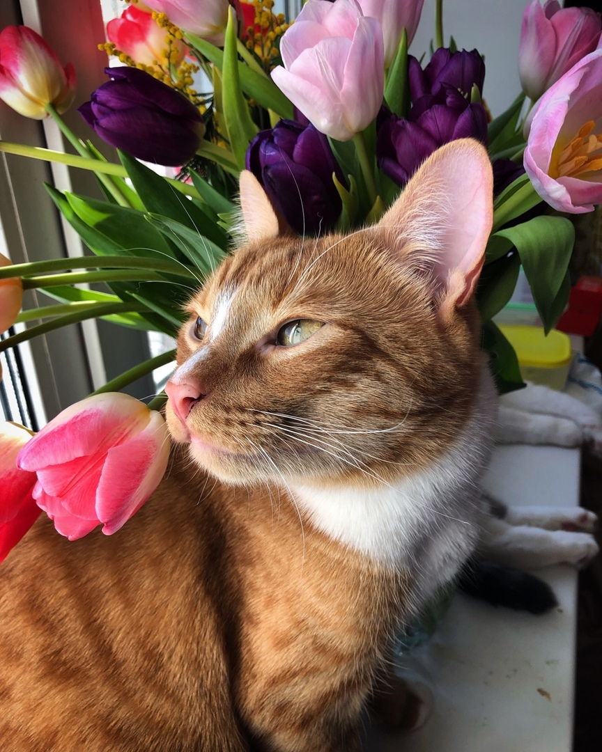 Кот с тюльпанами. Весенний котик. Смешной кот с тюльпаном. Весенний котик с тюльпаном. Котик с тюльпанами