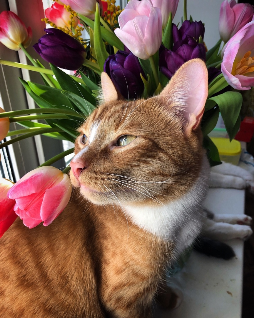 Spring cat - My, cat, Spring, Flowers, Pets