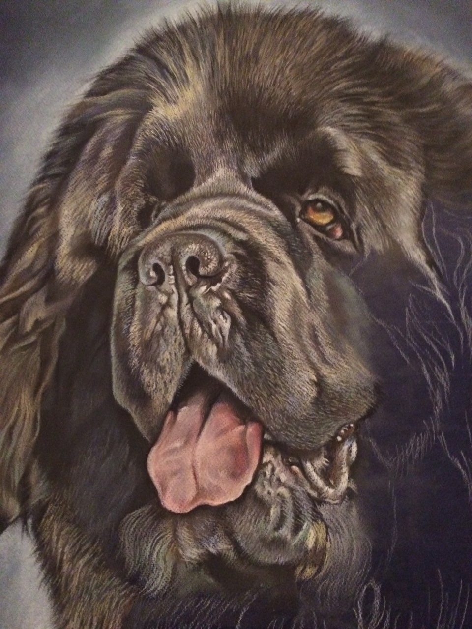 Steps to create a portrait of Tim the Newfoundland. Size 60x80 cm, material: pastel. The portrait was sent to a client in Ermelo, The Netherlands. - My, Portrait, Portrait by photo, Pastel, Dog, Longpost