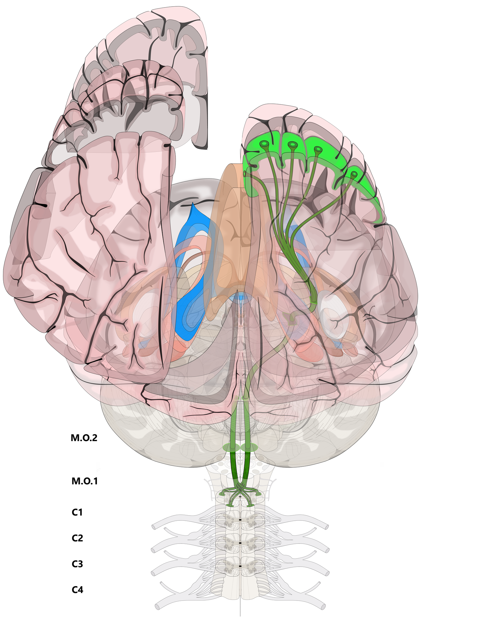 Neurotectonics 2 - My, Neurology, Scheme, , Longpost