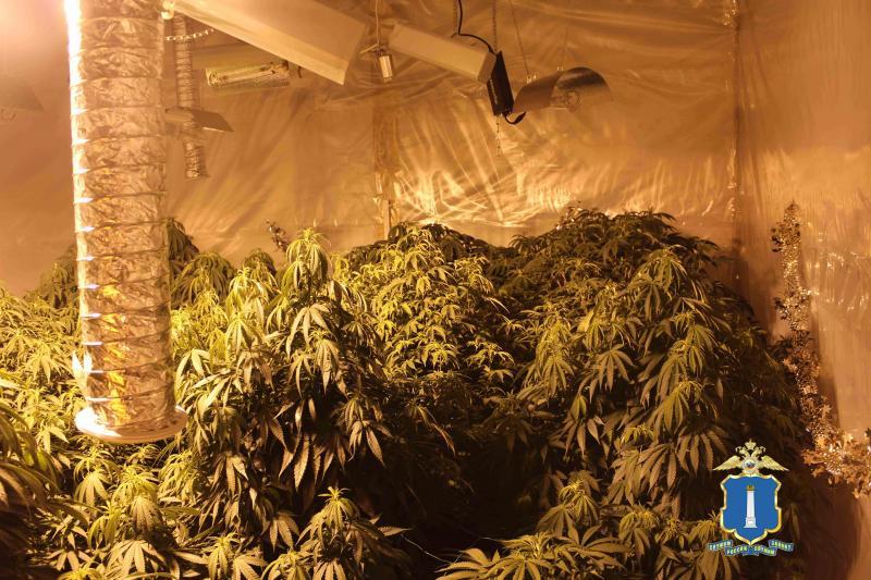 Марихуана сергиев посад сколько выращивают марихуану
