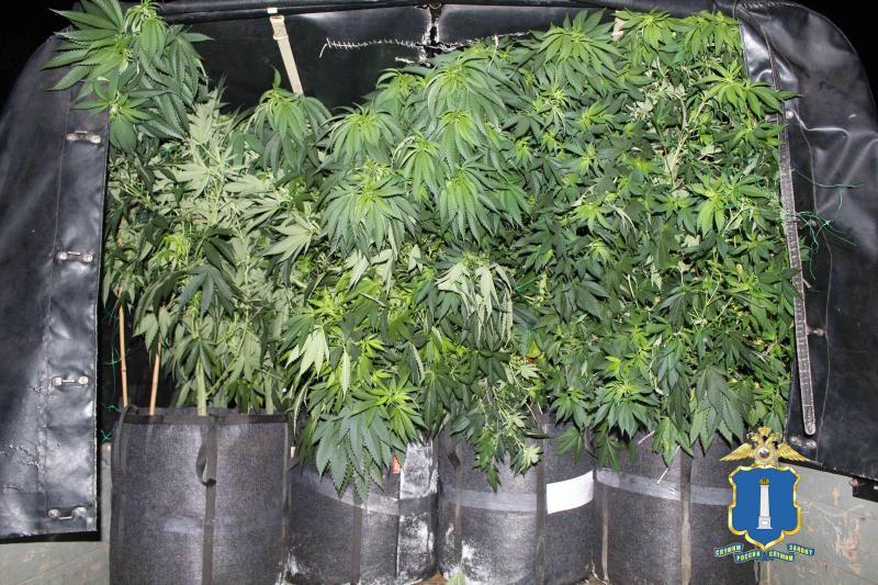садоводы марихуаны