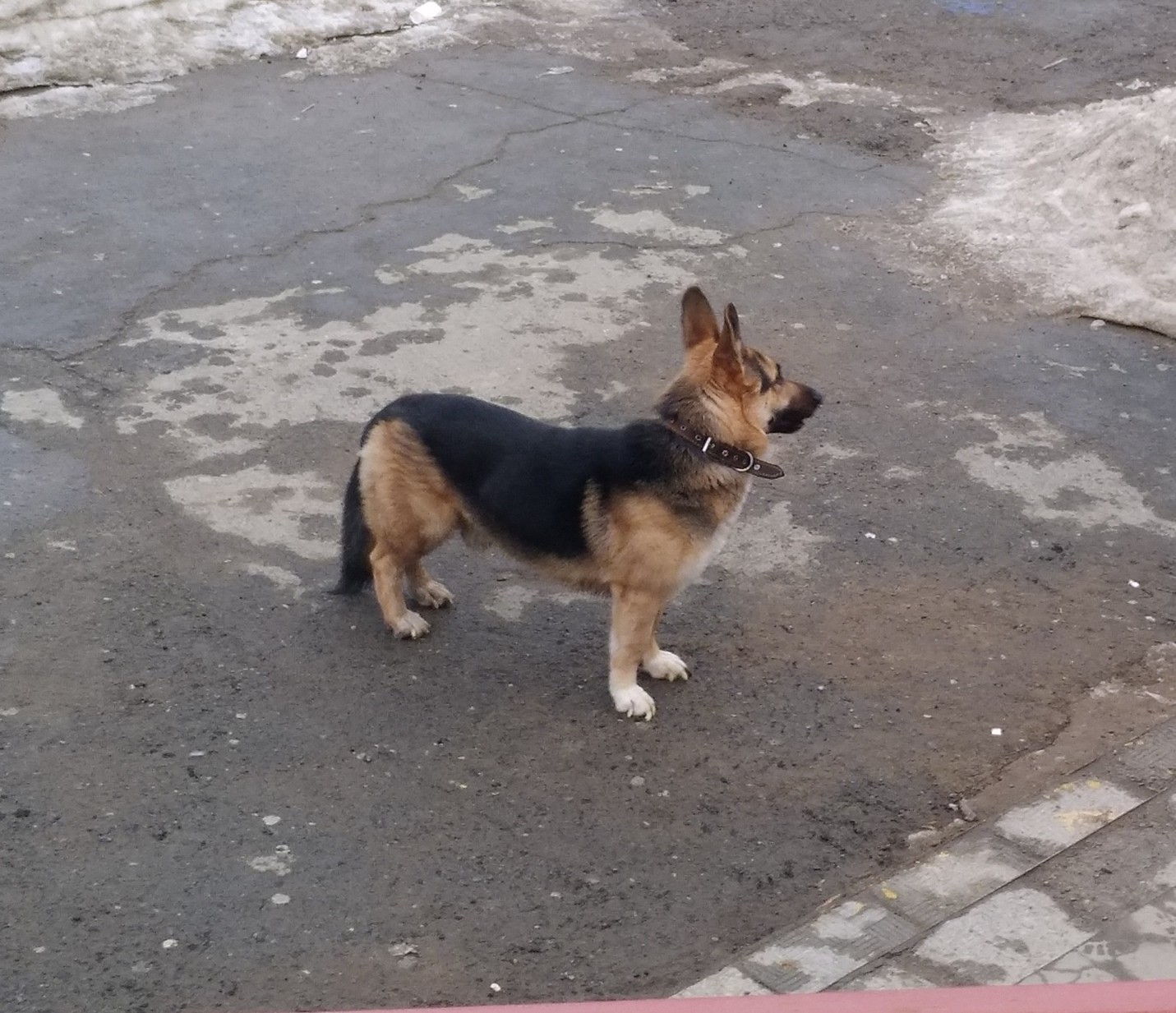 Tavcharka? Ovchaksa? Korgicharka? - Dog, Hybrid, Pets