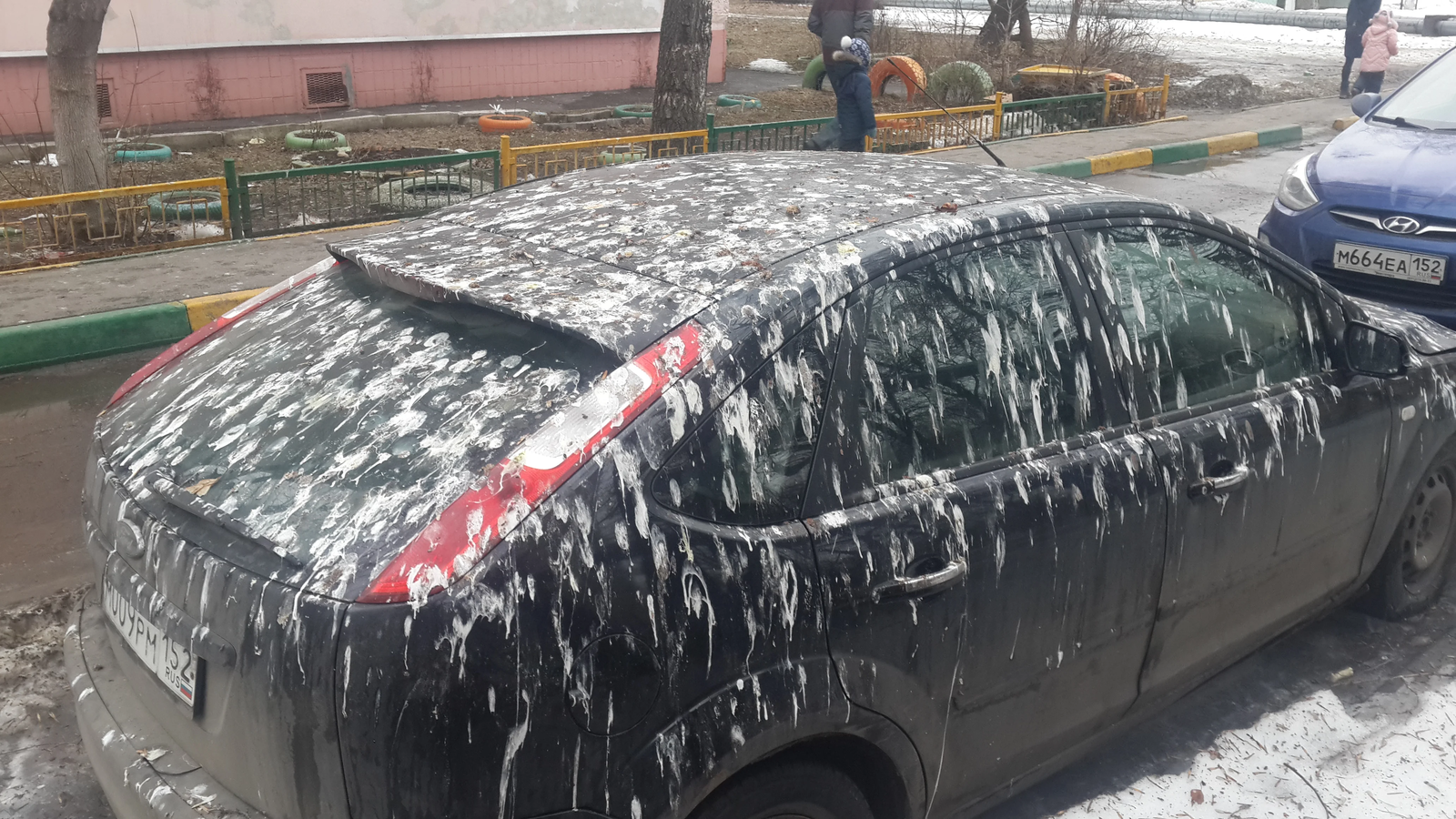 To the money - Auto, Pigeon, Spring, Nizhny Novgorod, Camouflage, Feces