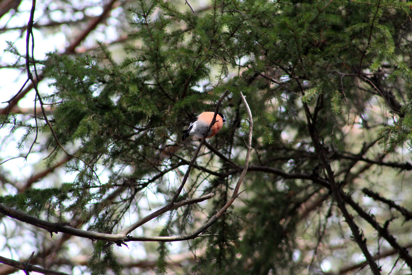 Spring walk in the forest - My, Spring, Birds, The photo, Longpost