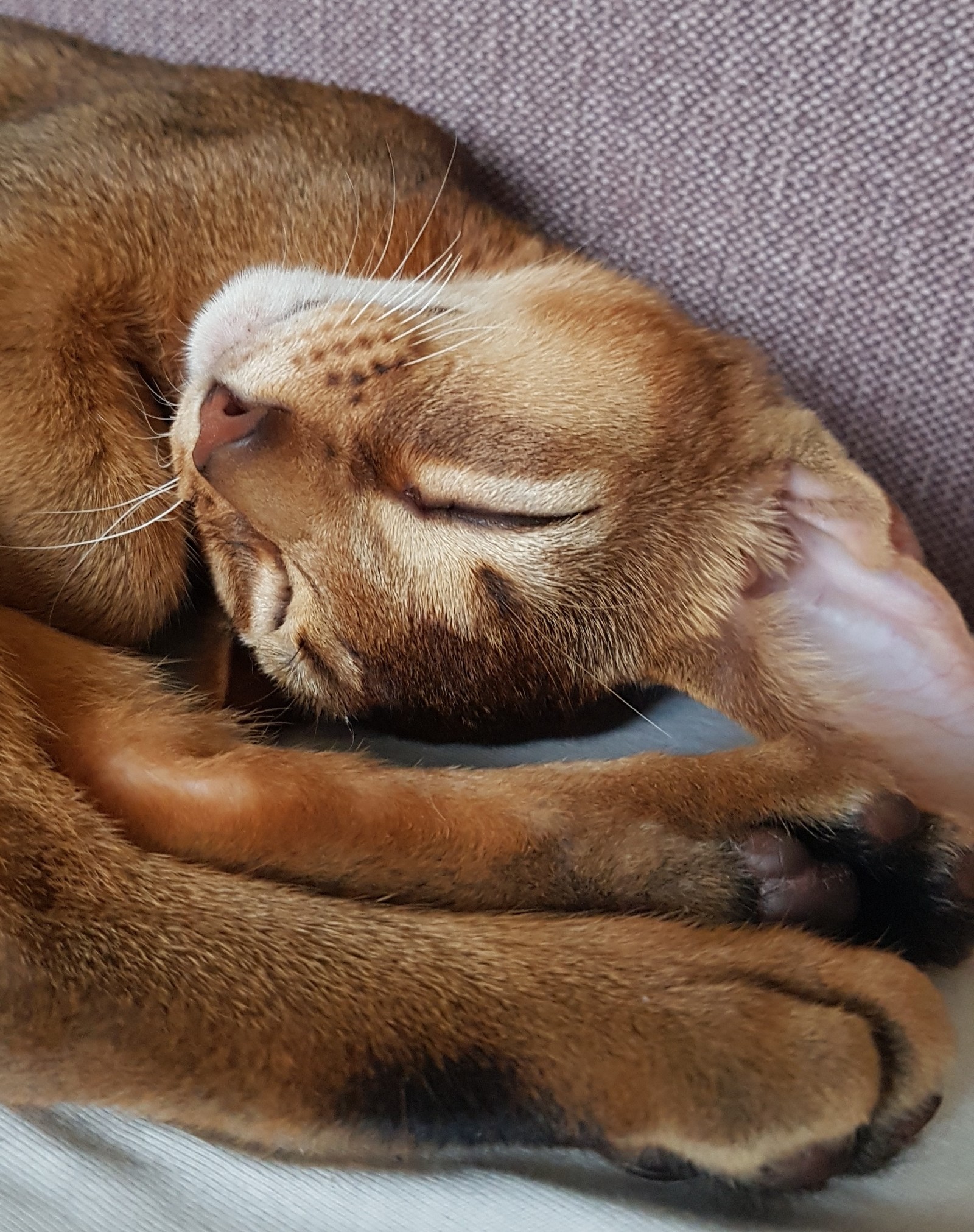 Abyssinian baby in your feed - My, cat, Kittens, , Longpost, Abyssinian cat, Pets