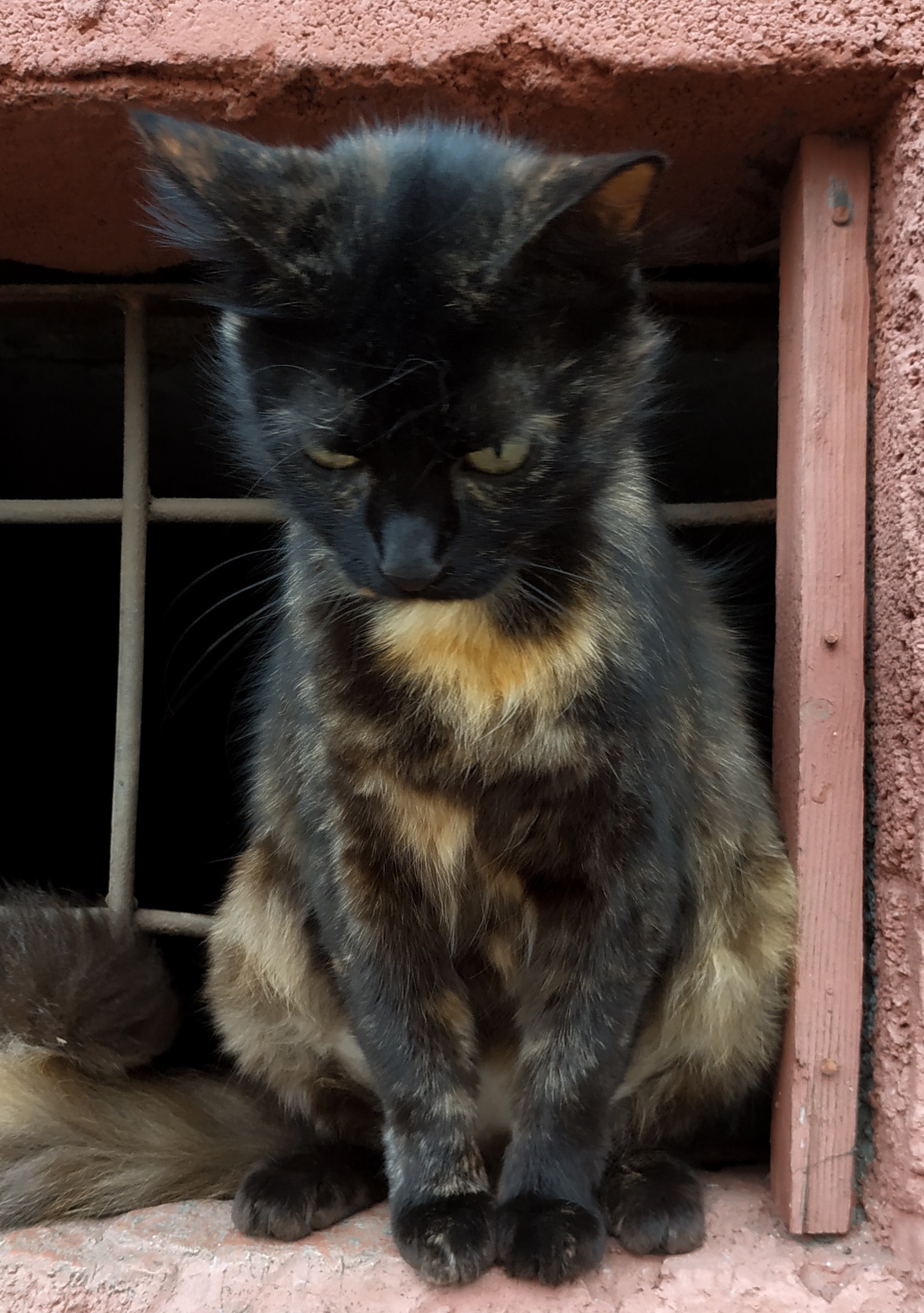 Little waif - My, cat, Minsk, The photo, Longpost