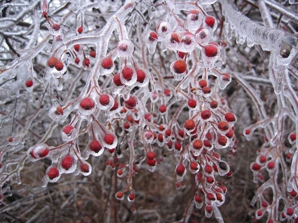 Tundra - The photo, Ice, Freezing rain