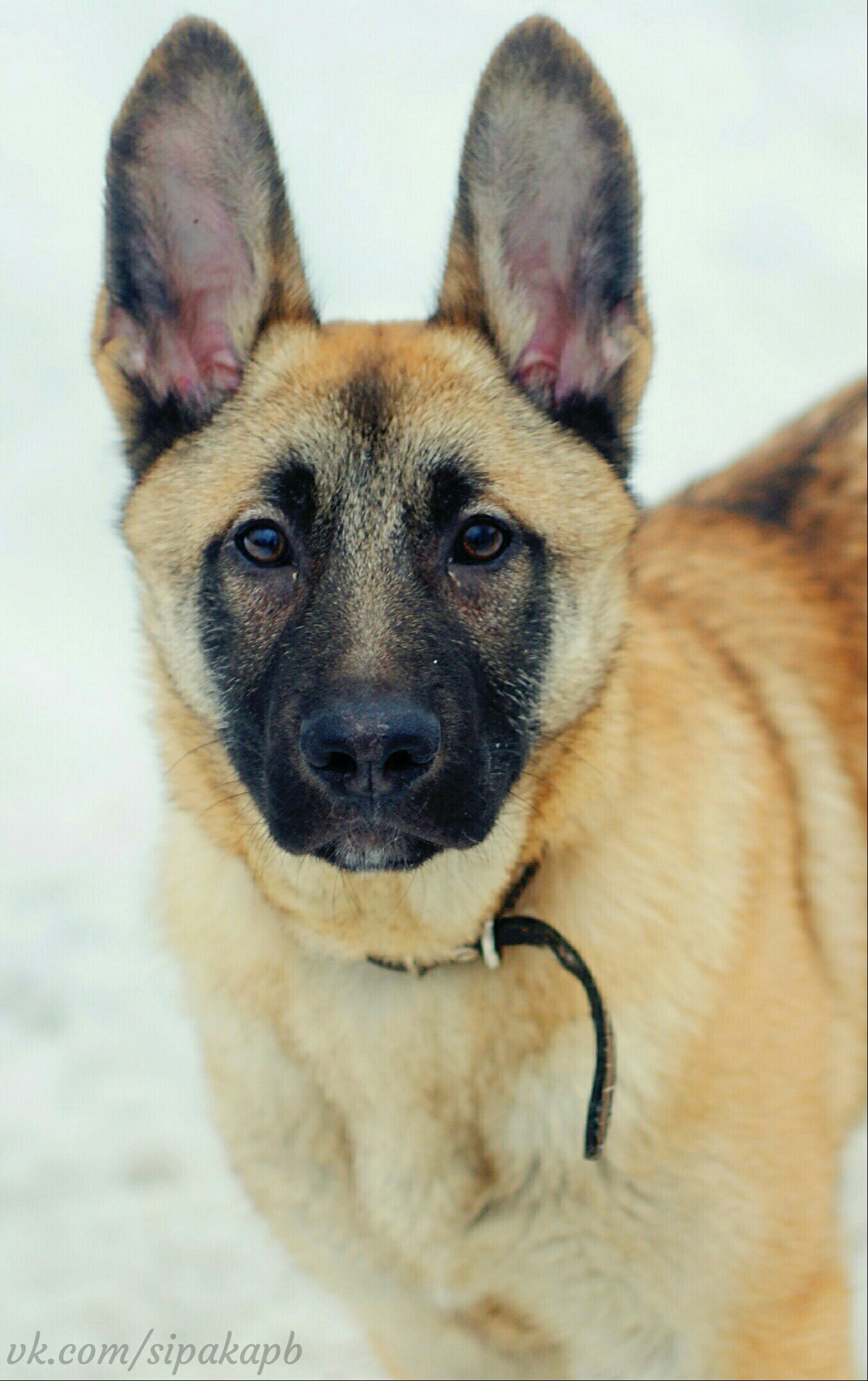 Щенки немецкой овчарки - Моё, Щенки, Sony a200, Helios44-2, Длиннопост, Гелиос44-2