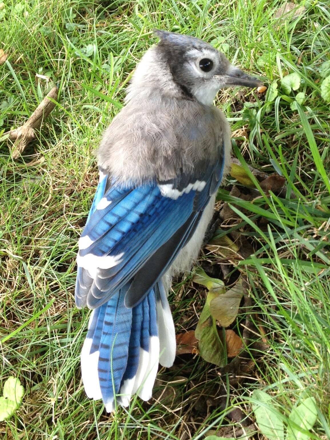 Transformation from chick to bird - Birds, The photo, Blue Jay