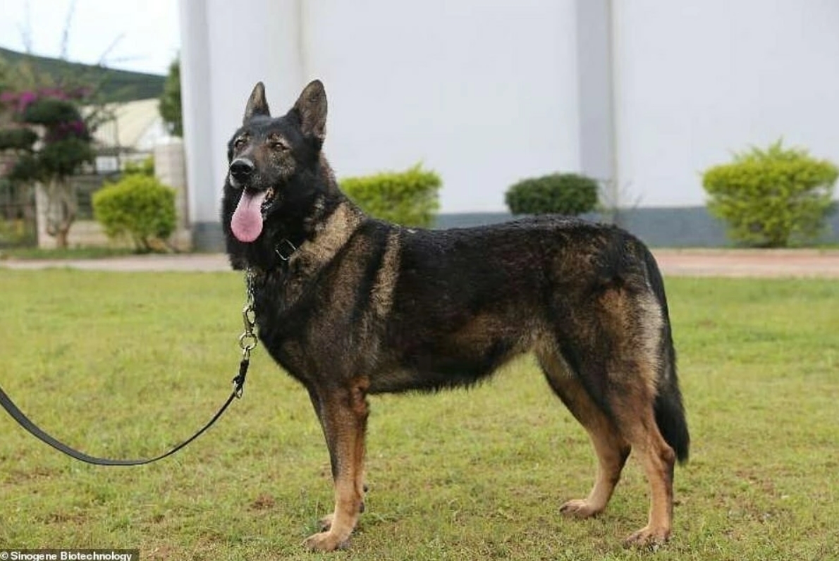 The first cloned police dog in China. - Dog, China, Clones, Cloning, Tjournal, Longpost