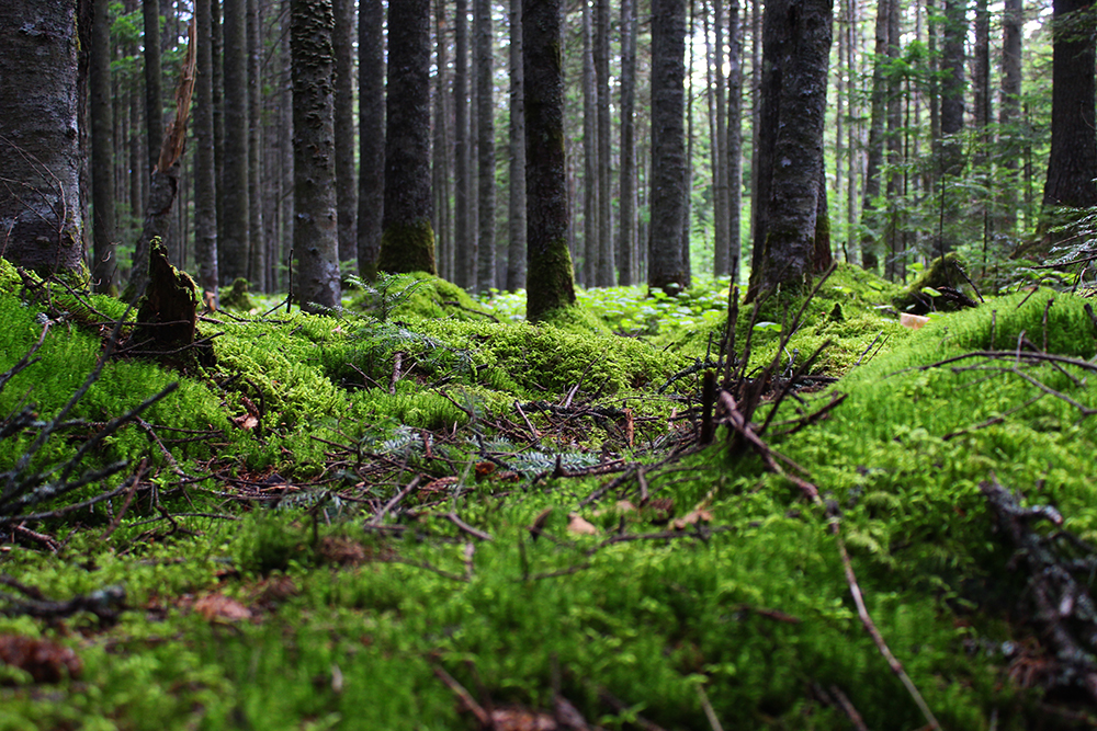 Nature of the Tatar Strait - My, Nature, The nature of Russia, Tatar Strait, Longpost