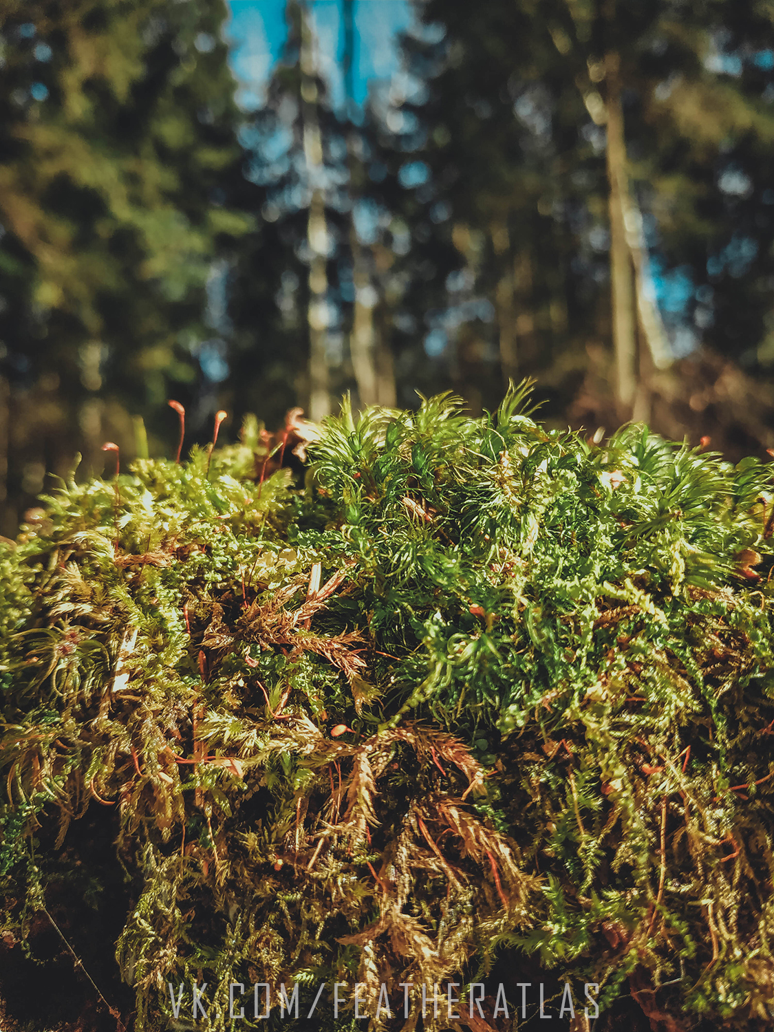 Leaving winter - My, Featheratlas, Nature, The photo, Forest, Spring, Longpost