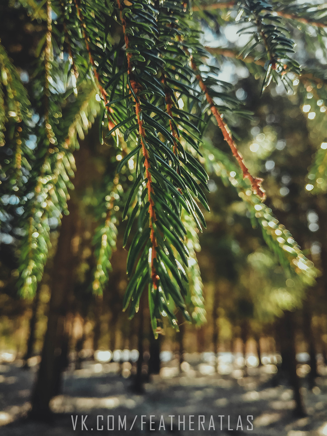 Leaving winter - My, Featheratlas, Nature, The photo, Forest, Spring, Longpost