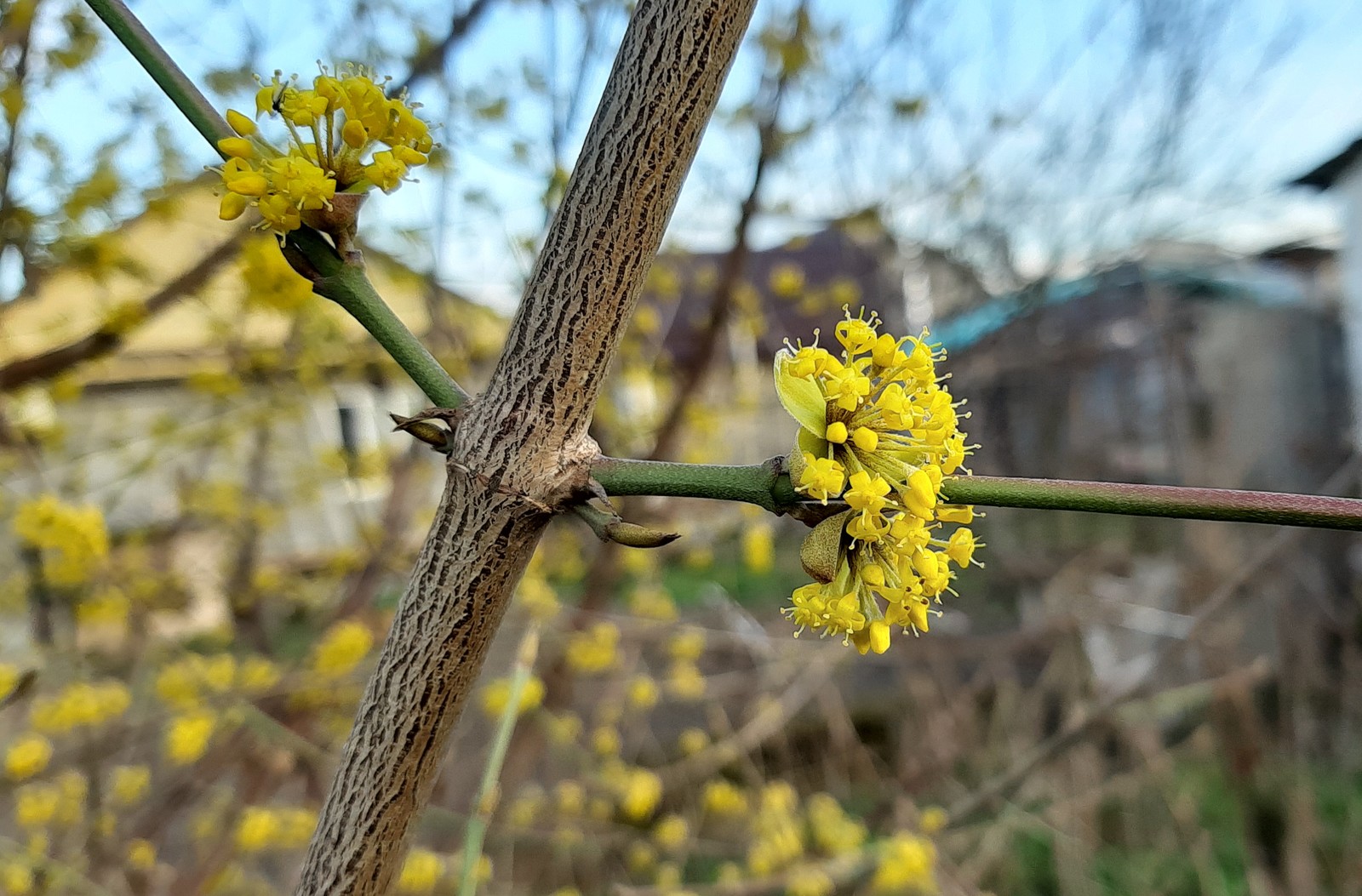 dogwood blossomed - My, Photo on sneaker, Flowers, Spring, Dogwood, Longpost