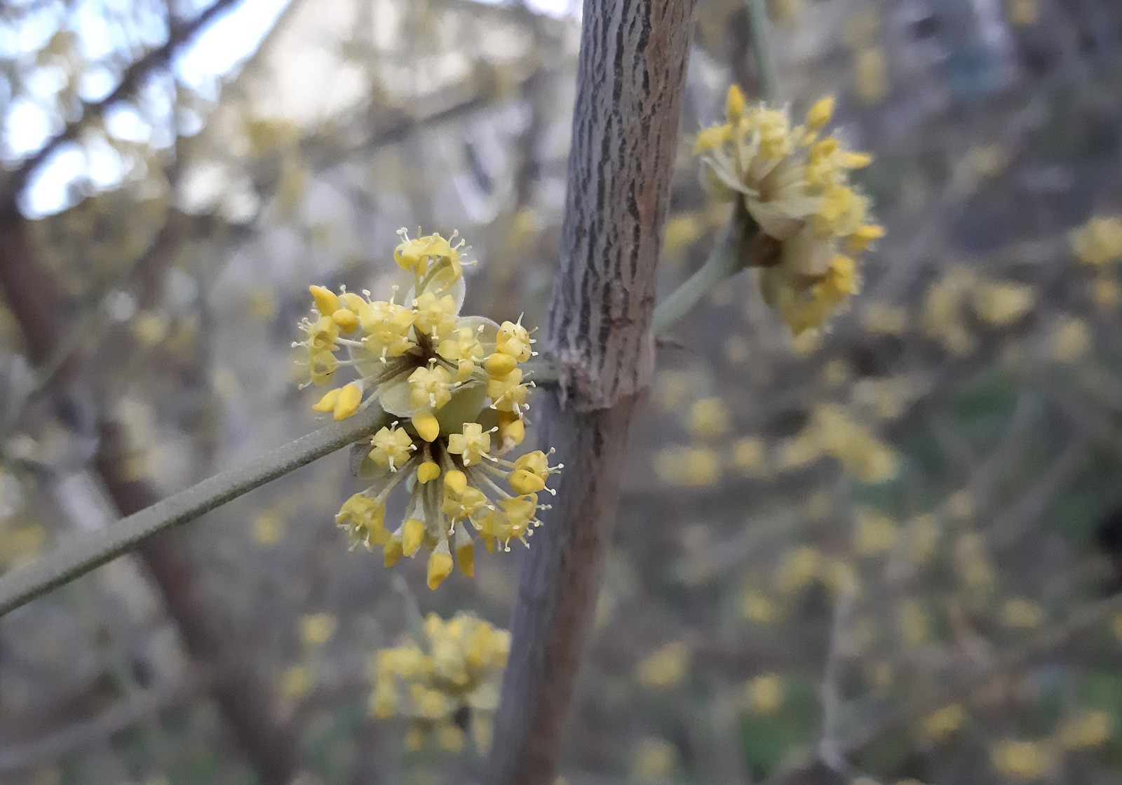 dogwood blossomed - My, Photo on sneaker, Flowers, Spring, Dogwood, Longpost