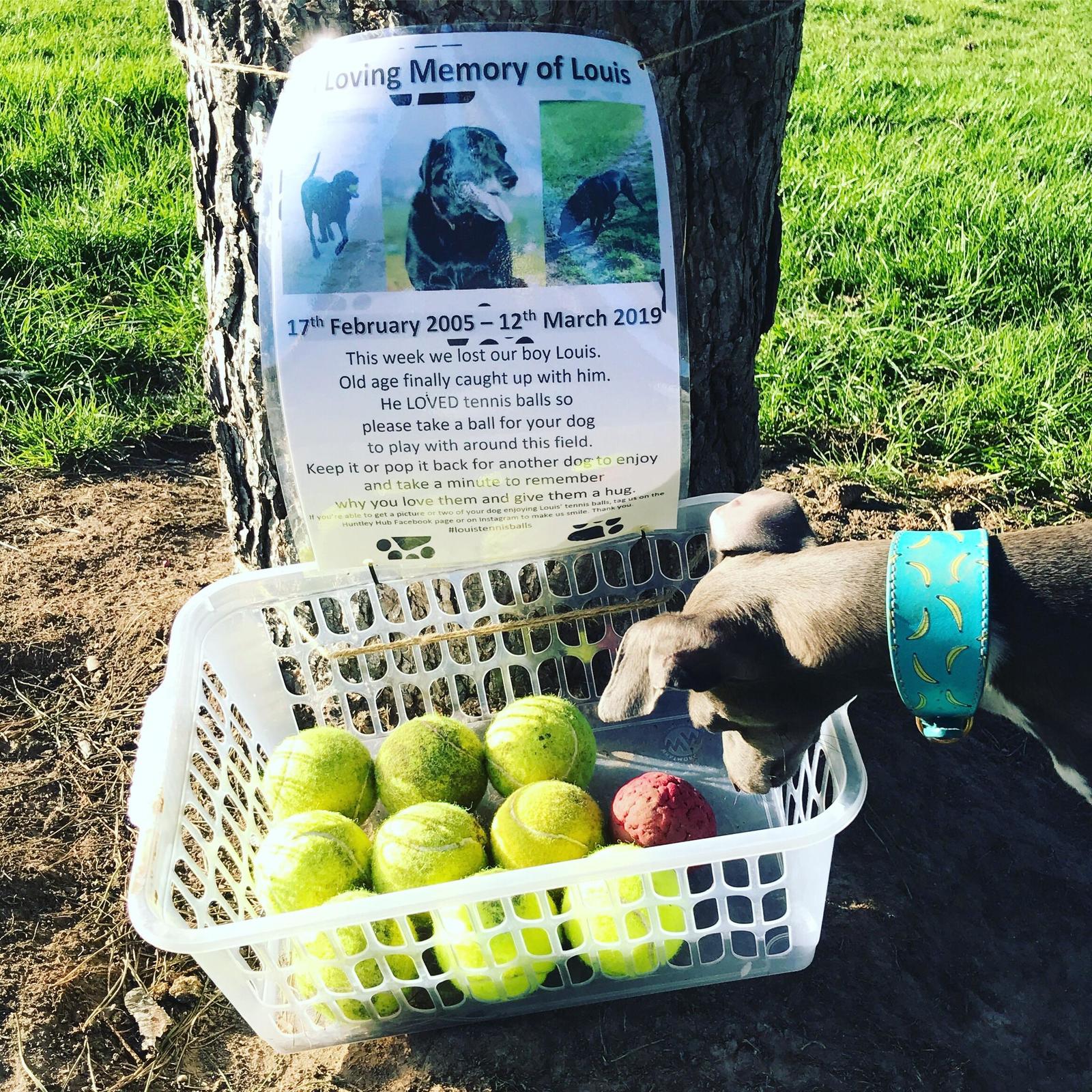 In loving memory of Louis - The photo, Animals, Dog, Love, Tennis ball, Sadness, Reddit