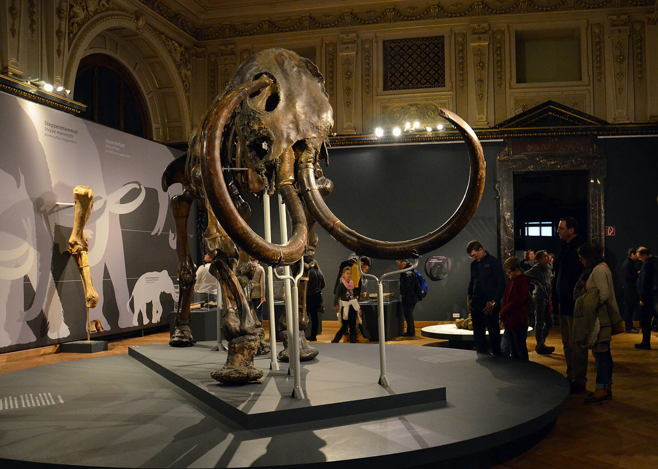 Mammoth Adams. - My, Mammoth, Story, Paleontology, Museum, Saint Petersburg, The science, Longpost