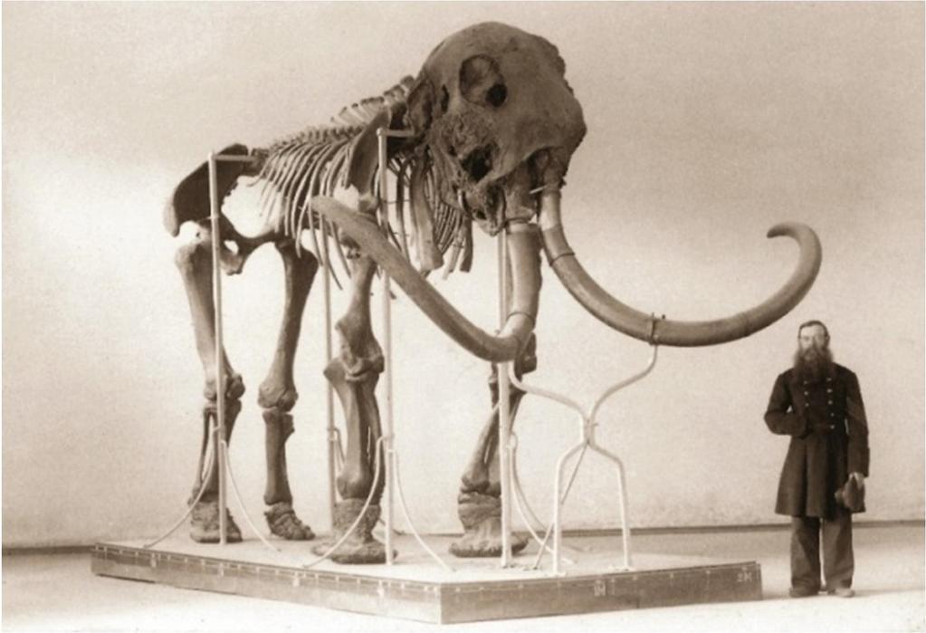 Mammoth Adams. - My, Mammoth, Story, Paleontology, Museum, Saint Petersburg, The science, Longpost