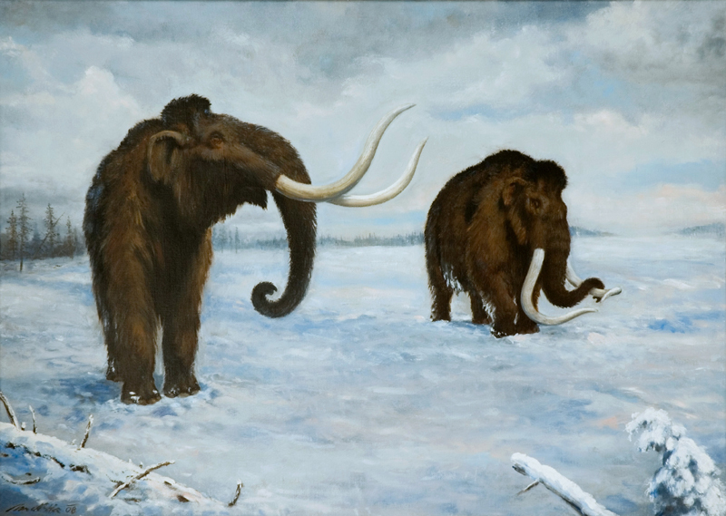 Mammoth Adams. - My, Mammoth, Story, Paleontology, Museum, Saint Petersburg, The science, Longpost