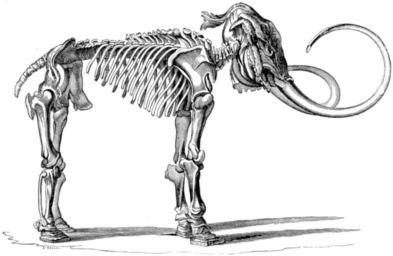 Мамонт Адамса. История о том, как люди вновь открыли для себя мамонта. |  Пикабу