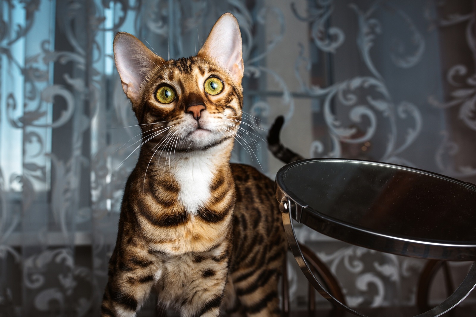 Bengal cat - My, The photo, Bengal cat, Longpost, cat, Pets