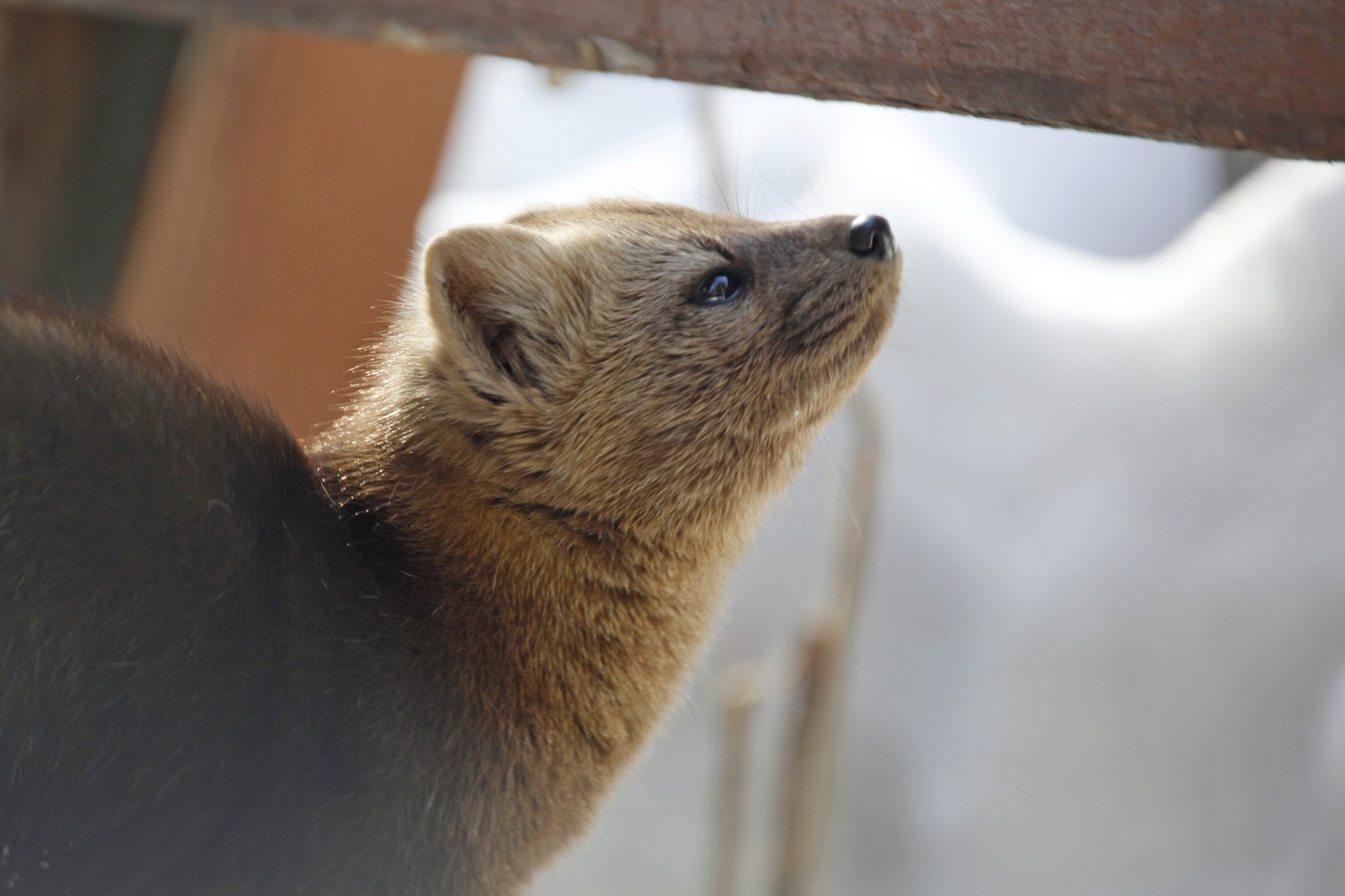 A little sable in the evening ribbon. - My, The photo, Animals, Nature, Sable