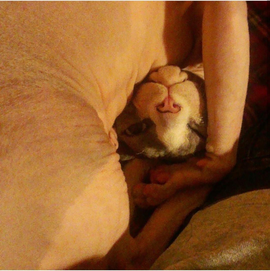 Just a bald fat cat - My, cat, Sphinx, Positive, Positive Peekaboo Movement, Pets