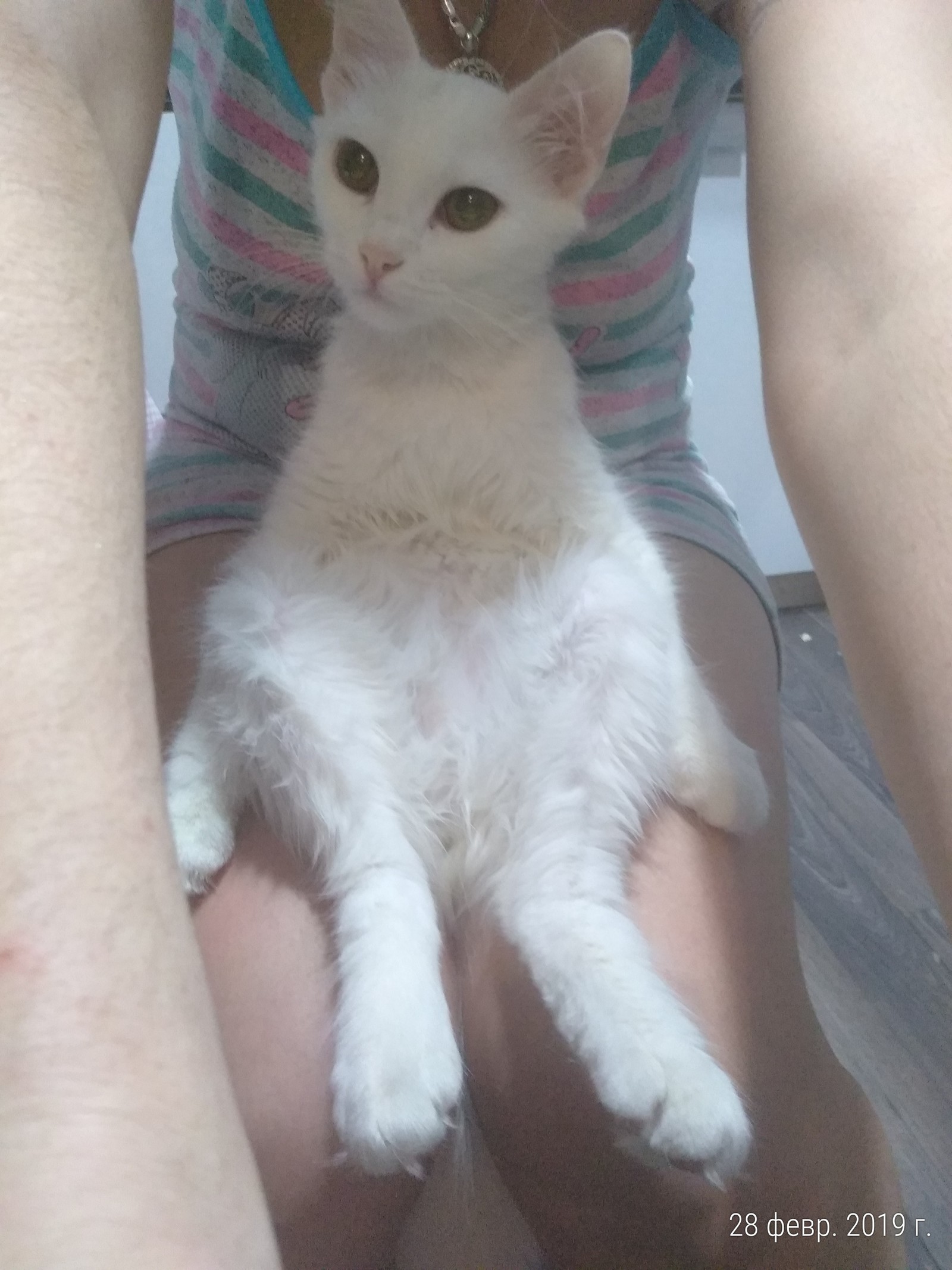 Foundlings - My, Animal Rescue, cat, Longpost, Pets, Belgorod