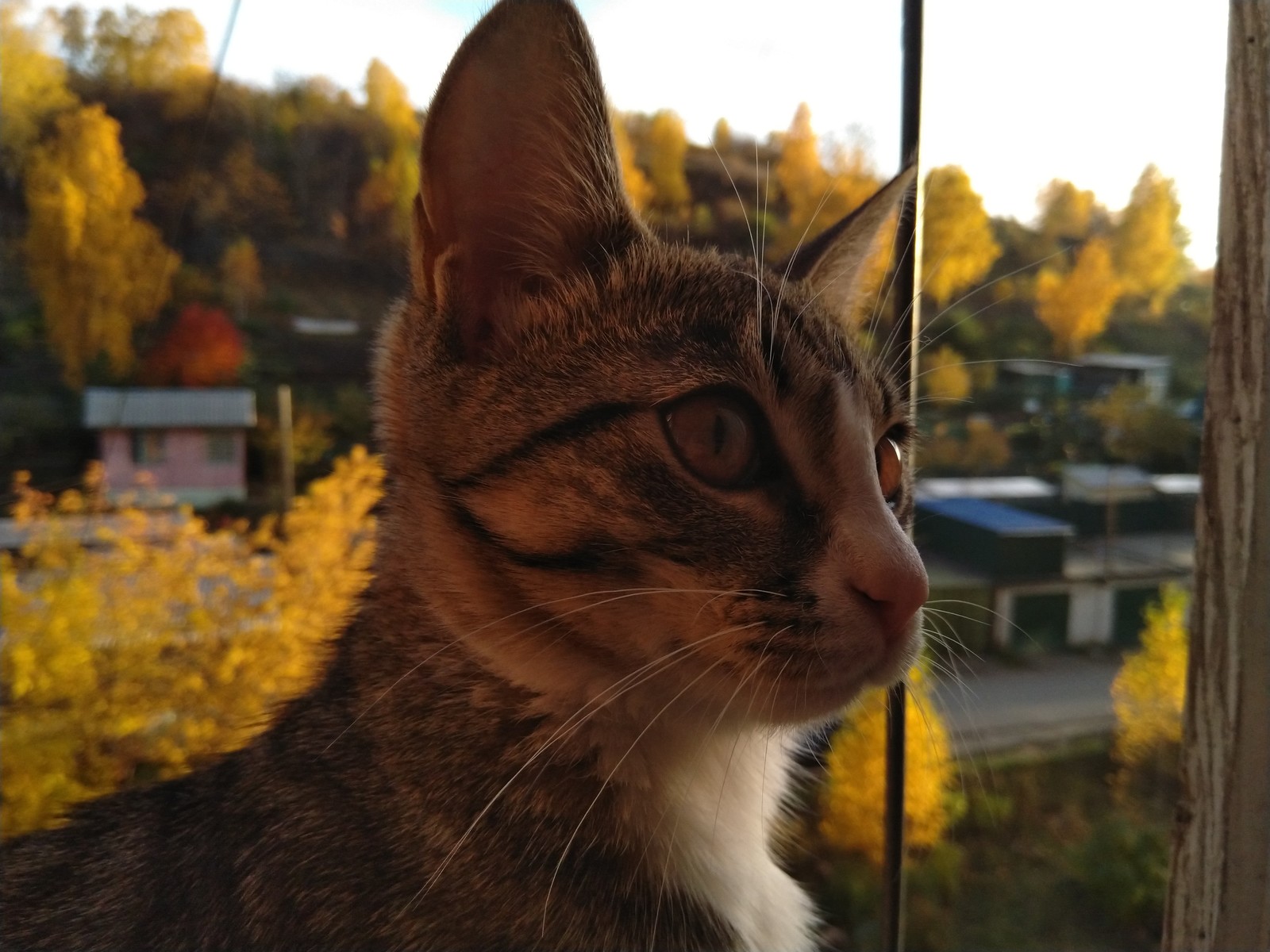 Autumn and cat - My, Autumn, Catomafia, cat