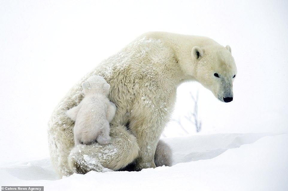 Cute 3 month old white bears play with mom - Polar bear, Bear, Longpost, The Bears