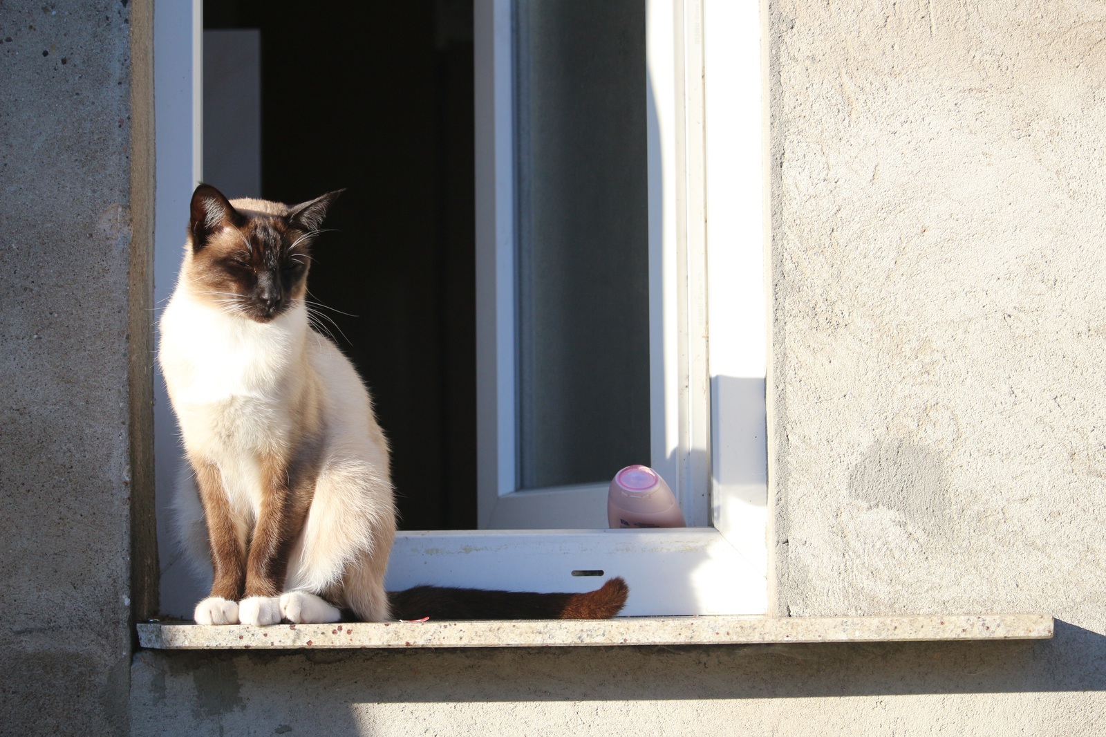 Сиамская кошка у окна