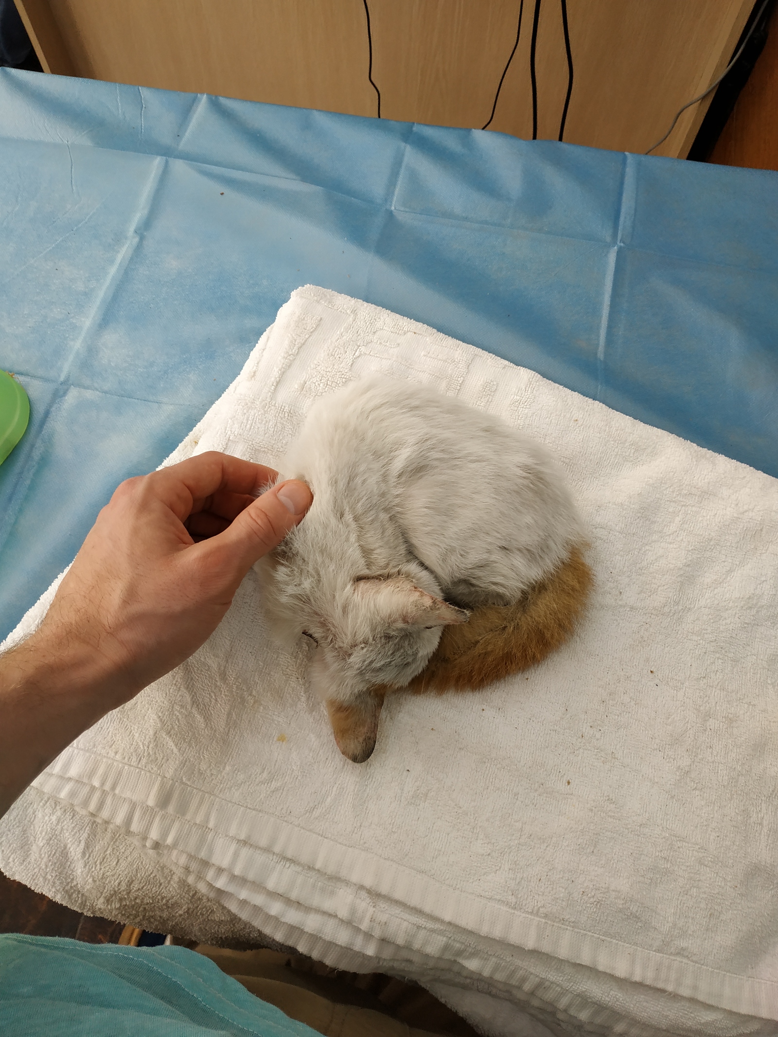 Help set up a cat in China - No rating, cat, Help, Helping animals, Shelter, Longpost