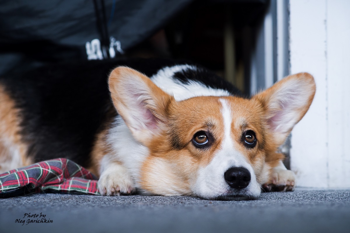 A new series of reportage shots from dog shows held in the South of Russia in 2018, enjoy watching))) - My, Dog, Dogs and people, Dog breeds, Dog show, Animalistics, Longpost, Pets