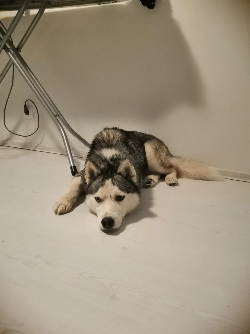 Found husky Saint Petersburg [Owner found] - No rating, Husky, Found a dog, Saint Petersburg, Longpost, Dog