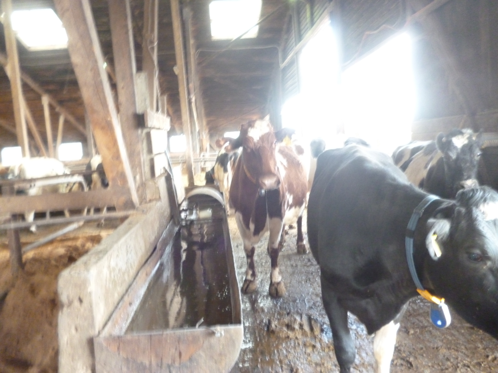 Can cows be clean on a farm? - My, Cow, Byre, Longpost, Scandal, Officials, Farm, Manure, Cleaning, Republic of Belarus, , Alexander Lukashenko