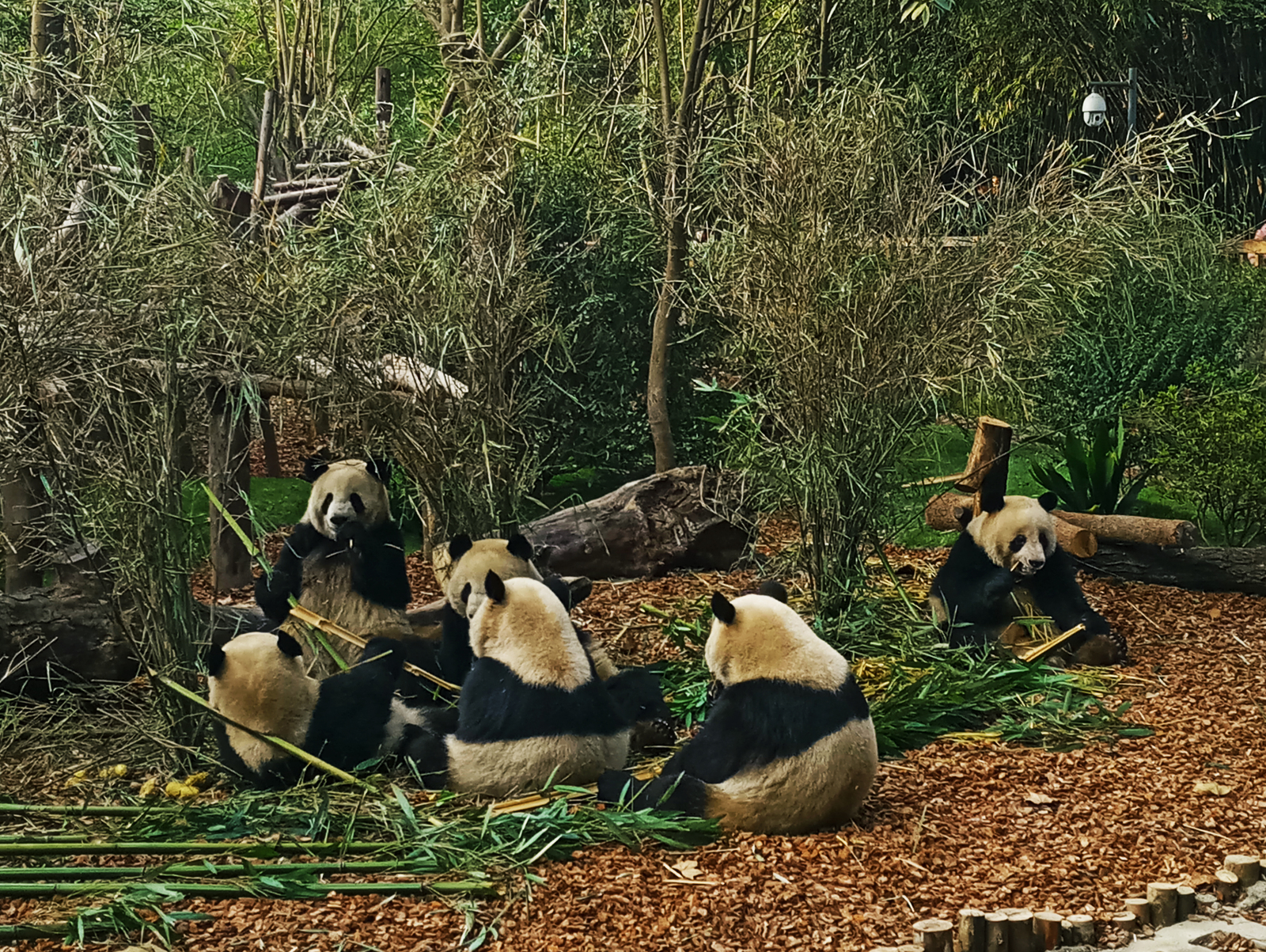 Travel in China. Sacred Mount Emeishan (Part One) - My, China, Travels, Nature, Reserve, Sichuan, UNESCO Heritage Site, Reportage, beauty, Longpost, Reserves and sanctuaries