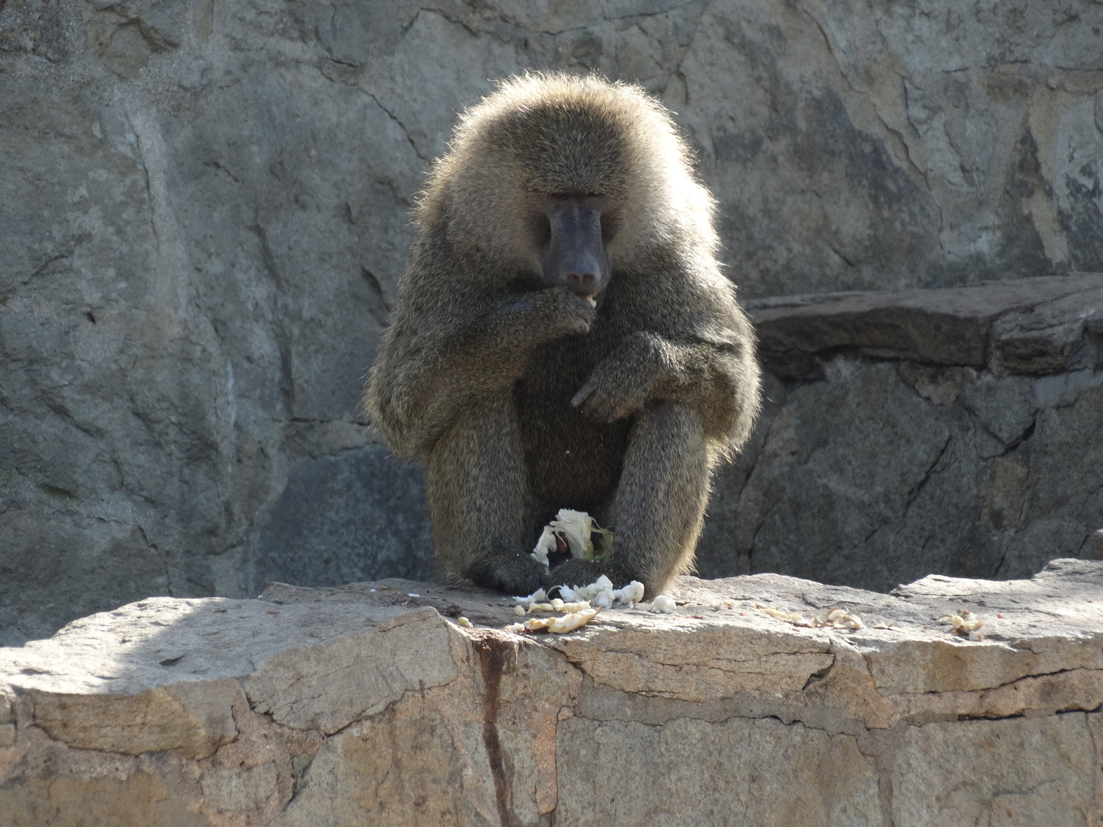 To evolve or not to evolve? - My, The photo, Monkey