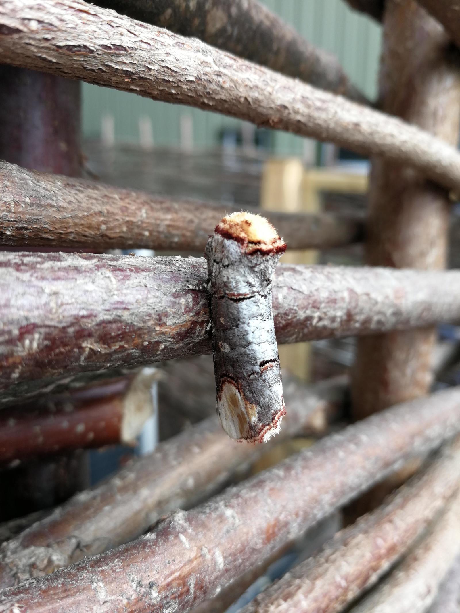 Butterfly disguised as a tree - Butterfly, Disguise, Insects, Mimicry, The photo