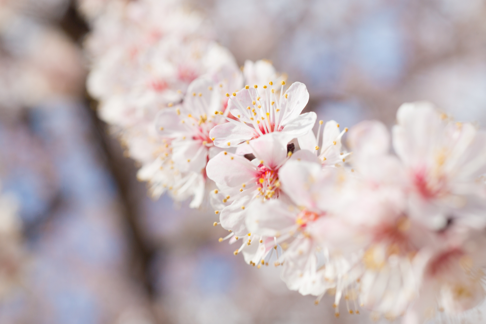 apricot blossom - My, The photo, Flowers, Apricot, Spring, Longpost