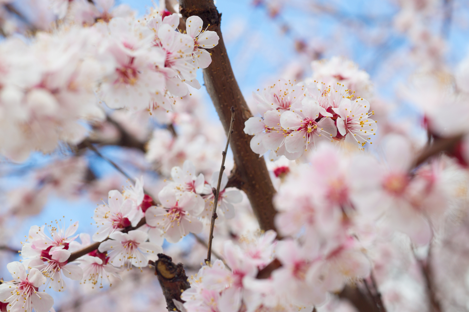 apricot blossom - My, The photo, Flowers, Apricot, Spring, Longpost