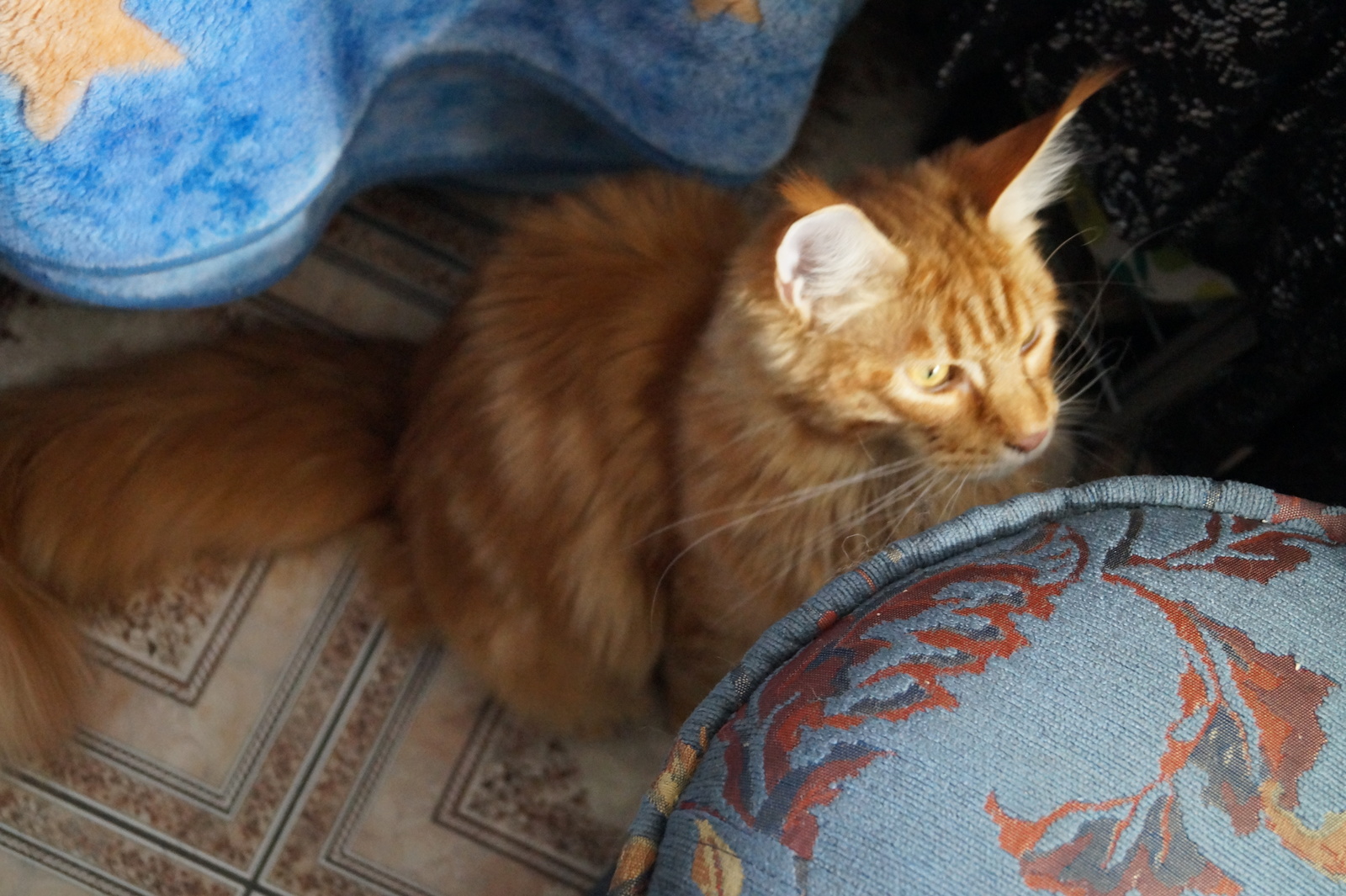 Cat in good hands - cat, In good hands, Novosibirsk, Maine Coon, Longpost, No rating