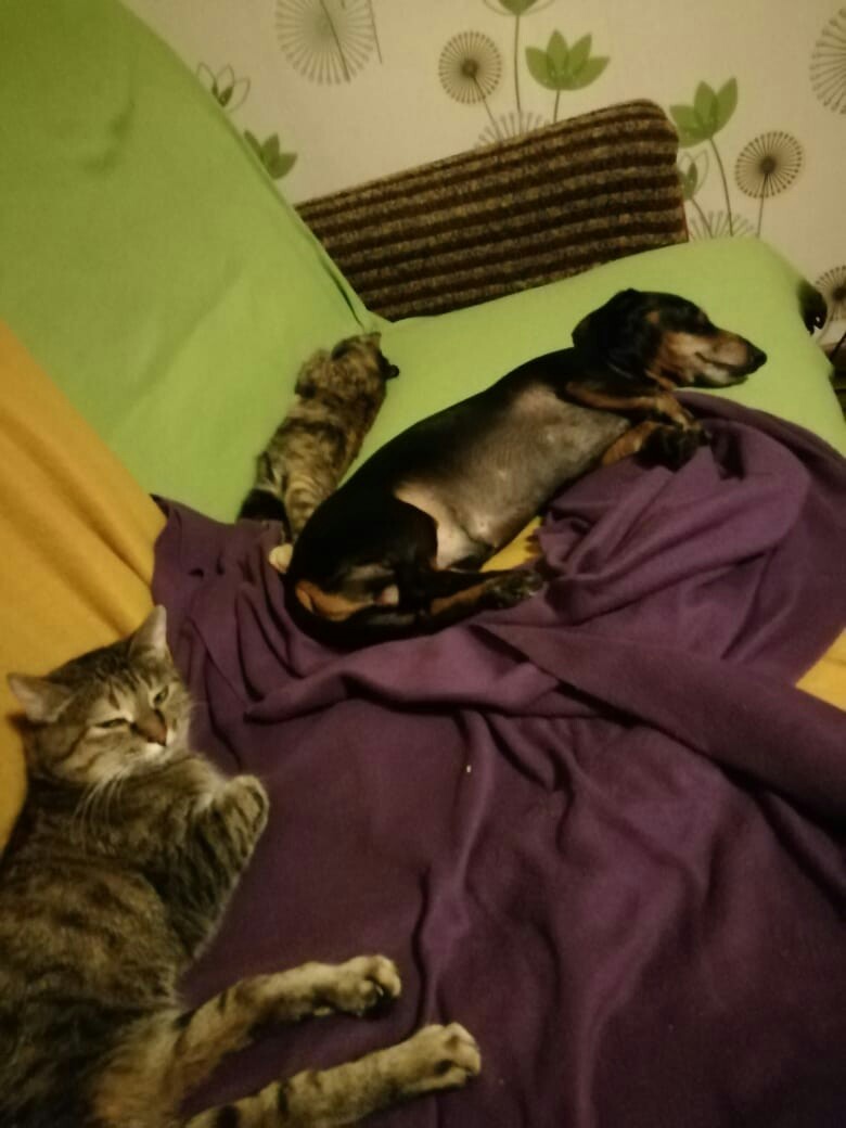 Devil number 13))) - My, cat, Dwarf dachshund, Milota, Receiving, Longpost, Pets