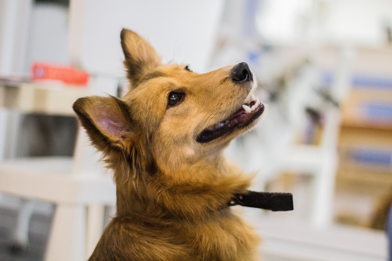 Smiling dog Mandarin - My, Dog, Shelter, Kaluga, The photo, Longpost, Pets