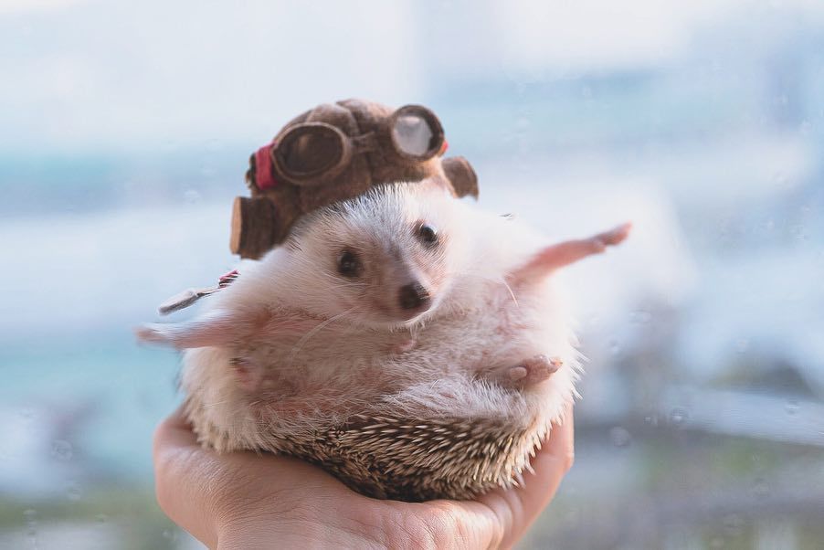 I'm flying - Hedgehog, Animals, Flight, Pets, African pygmy hedgehog, Milota