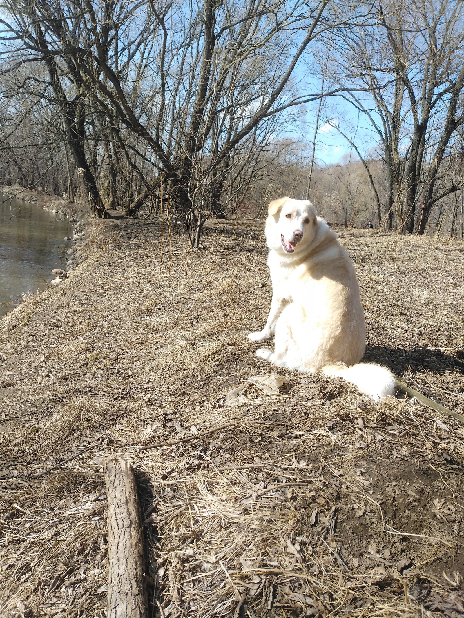 Waiting for warm days - My, Dog, Elk Island, Spring, Longpost, Fasting April 1, 2019