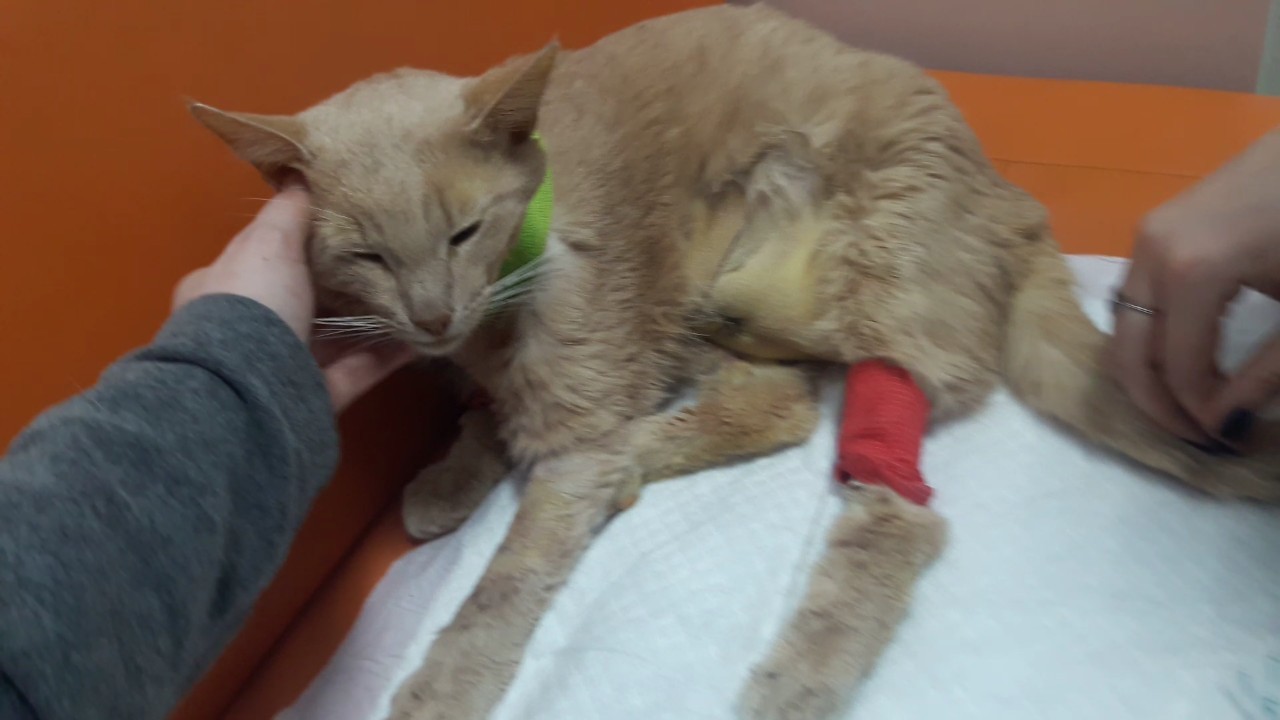 Need a blood donor for a cat. - cat, Help, No rating, Donor, Moscow