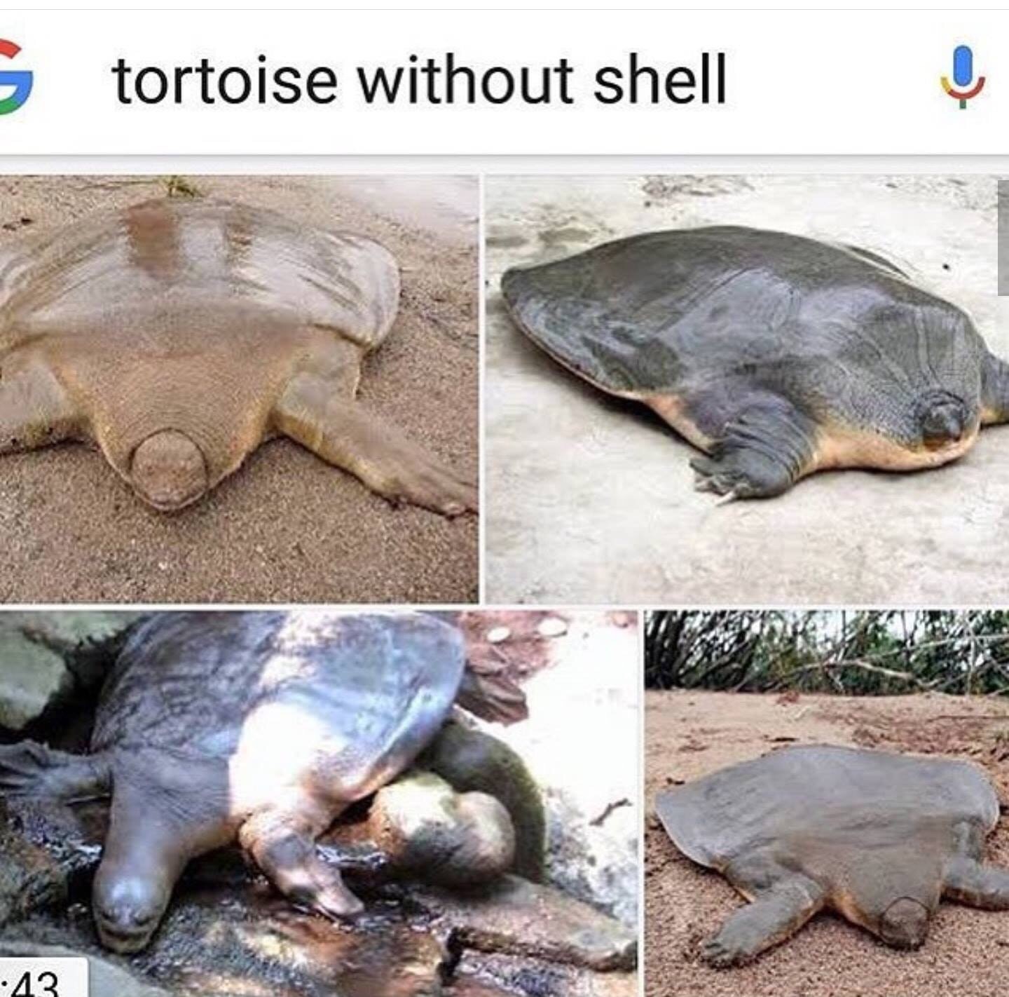 Как черепаха выглядит без панциря
