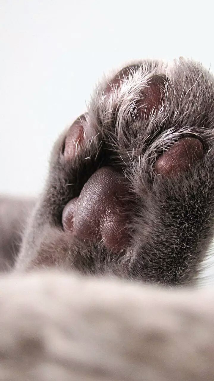 Cat's foot - Paws, Wallpaper, Phone wallpaper, Cool Wallpapers, Animals, Cat breeds