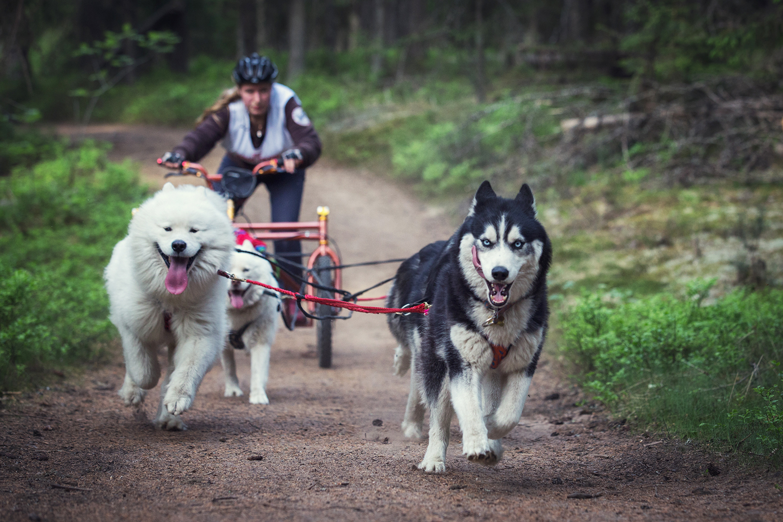 Fast Dogs (Part 2) - My, Dog, Riding sports, The photo, Longpost, Pets